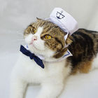 Navy Set Cats Wearing Clothes Loveable Fashionable Any Logo Available supplier