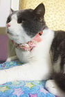 Practical Personalized Cat Collars Lightweight Quick Locking / Releasing supplier