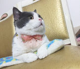 Luxury Lace Bow Tie Cat Collar , Unique Pet Collars Decoration Size 10cm supplier
