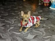 Soft Pet Apparel Summer Plaid Small Dog Vest 100% Cotton Material supplier